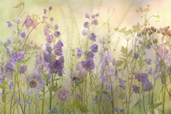 PHOTOWALL / Summer Mood (e333216)