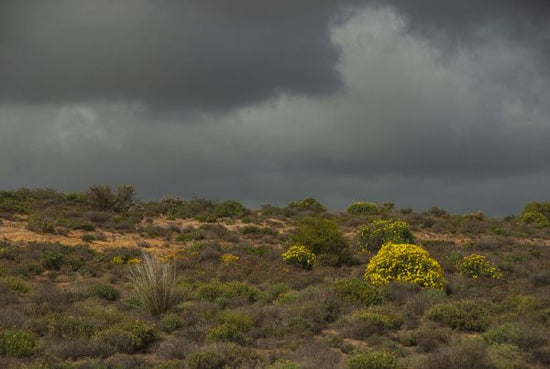 PHOTOWALL / Desert Landscape (e333781)