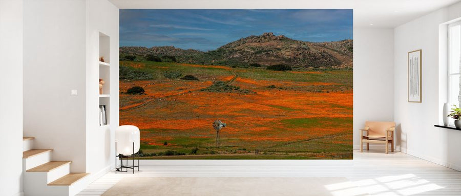 PHOTOWALL / Namaqualand Flowers (e333783)