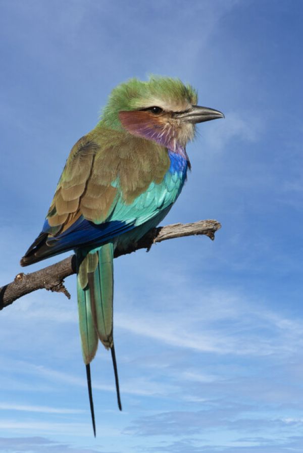 PHOTOWALL / Lilac Breasted Roller (e333785)