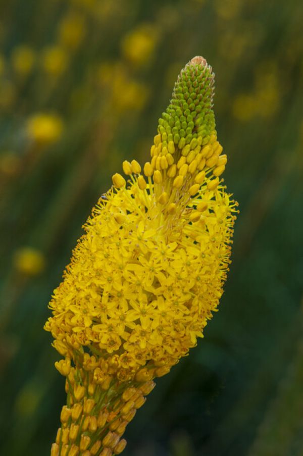 PHOTOWALL / Namaqua Yellow (e333786)