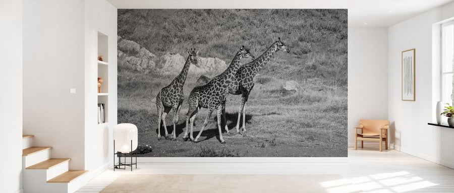PHOTOWALL / Giraffe in Black and White (e333792)