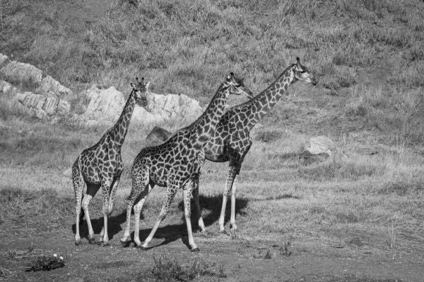 PHOTOWALL / Giraffe in Black and White (e333792)