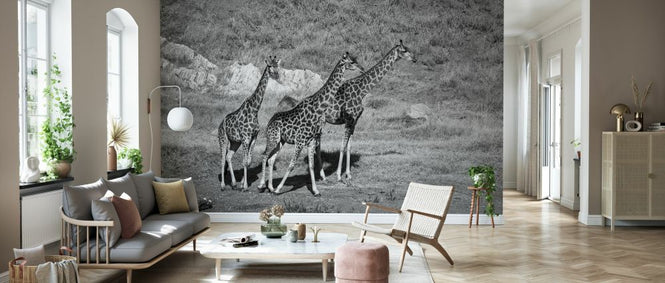 PHOTOWALL / Giraffe in Black and White (e333792)