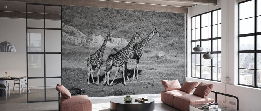 PHOTOWALL / Giraffe in Black and White (e333792)