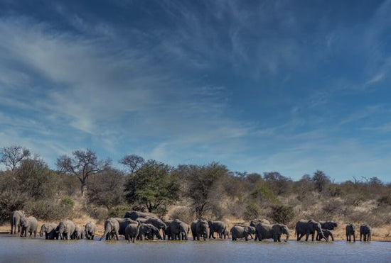 PHOTOWALL / Elephant Herd Drinking (e333793)