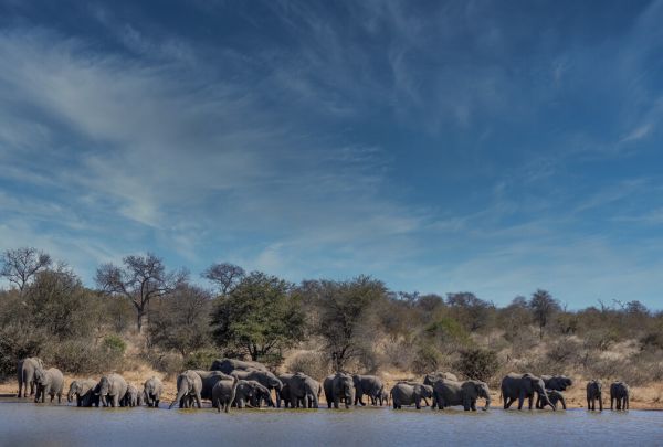 PHOTOWALL / Elephant Herd Drinking (e333793)