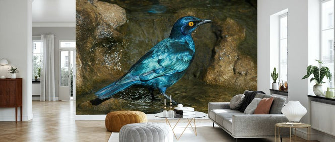 PHOTOWALL / Glossy Starling Bathing (e333794)