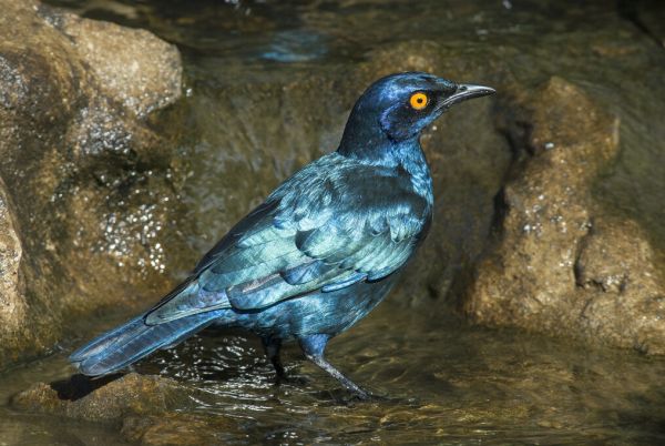 PHOTOWALL / Glossy Starling Bathing (e333794)