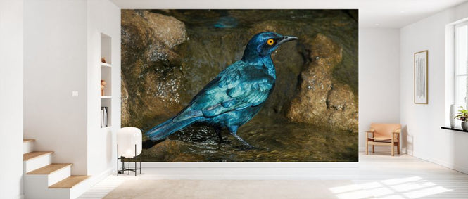 PHOTOWALL / Glossy Starling Bathing (e333794)