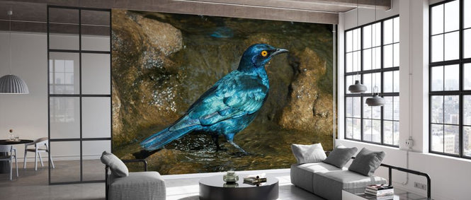 PHOTOWALL / Glossy Starling Bathing (e333794)