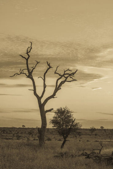 PHOTOWALL / Kruger Park Sunset in Sepia (e333795)