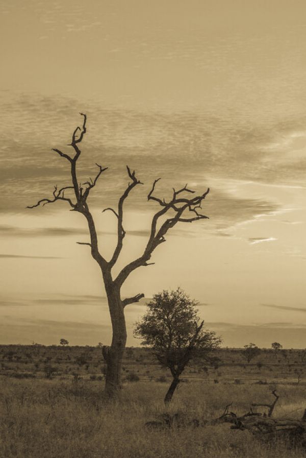 PHOTOWALL / Kruger Park Sunset in Sepia (e333795)