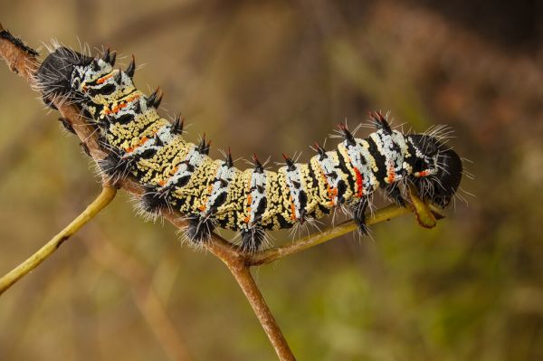PHOTOWALL / Mopane Worm (e333801)