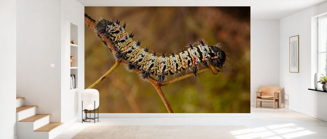 PHOTOWALL / Mopane Worm (e333801)