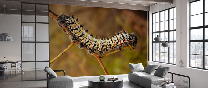 PHOTOWALL / Mopane Worm (e333801)