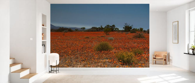 PHOTOWALL / Orange Field of Flowers (e333803)