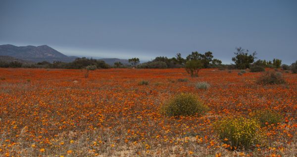 PHOTOWALL / Orange Field of Flowers (e333803)