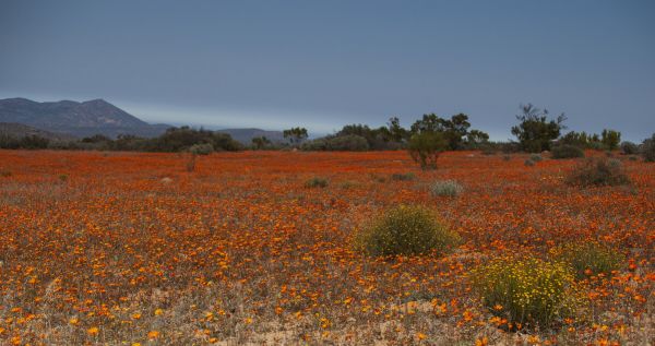 PHOTOWALL / Orange Field of Flowers (e333803)