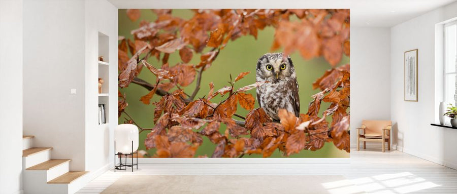 PHOTOWALL / Boreal Owl (e333698)