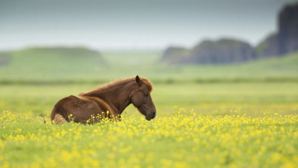 PHOTOWALL / Icelandic Horse (e333699)