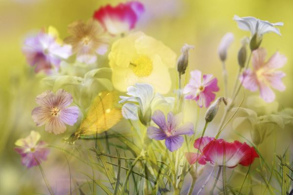 PHOTOWALL / Tiny Garden in a Summer Field (e333702)