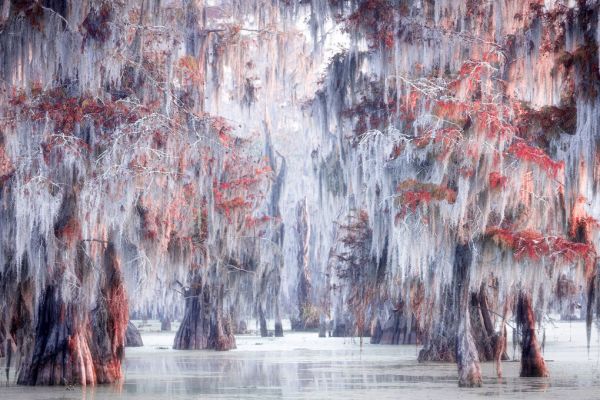 PHOTOWALL / Atchafalaya River (e333703)