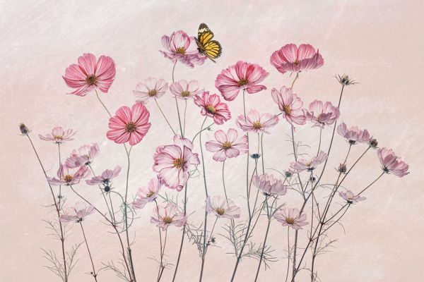 PHOTOWALL / Cosmos and Butterfly (e333707)