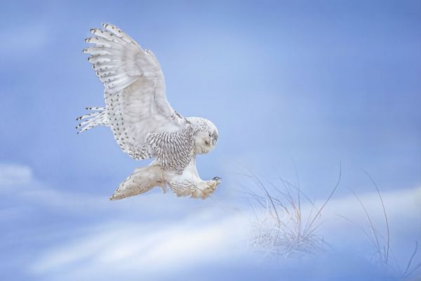 PHOTOWALL / Snow Owl (e333716)