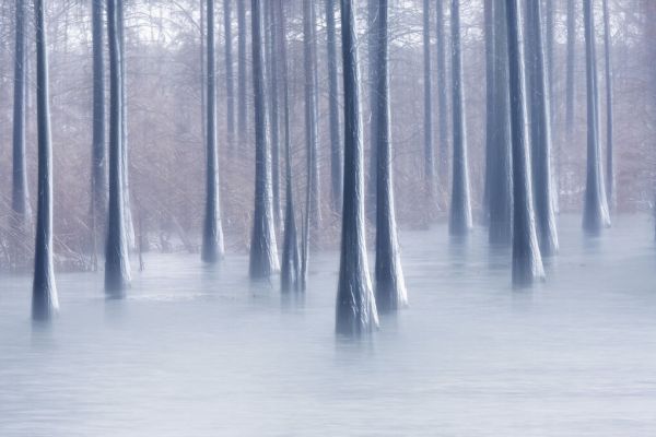 PHOTOWALL / Woods in Winter (e333721)