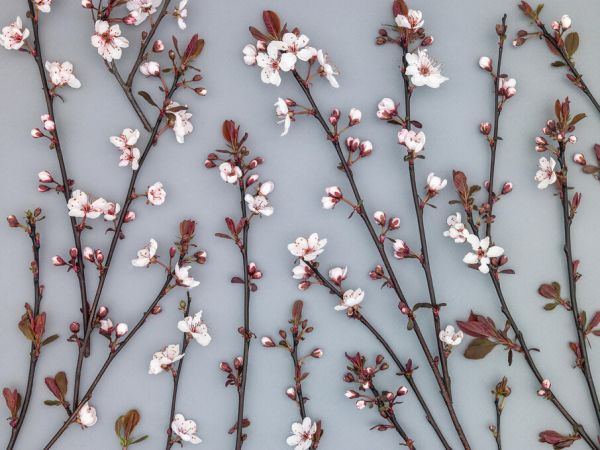 PHOTOWALL / Twigs of Cherry Plant III (e333937)