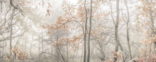PHOTOWALL / Misty Forest (e333961)