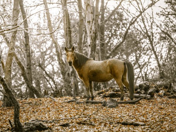 PHOTOWALL / Horses in the Wild (e333970)