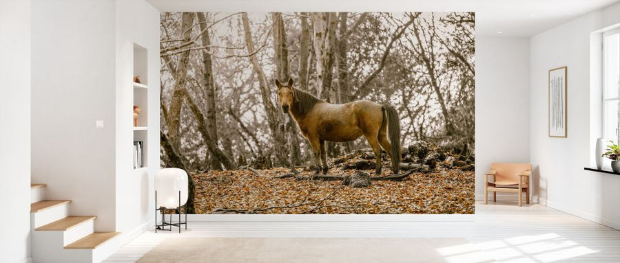 PHOTOWALL / Horses in the Wild (e333970)