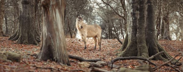 PHOTOWALL / Horse in Forest (e333971)