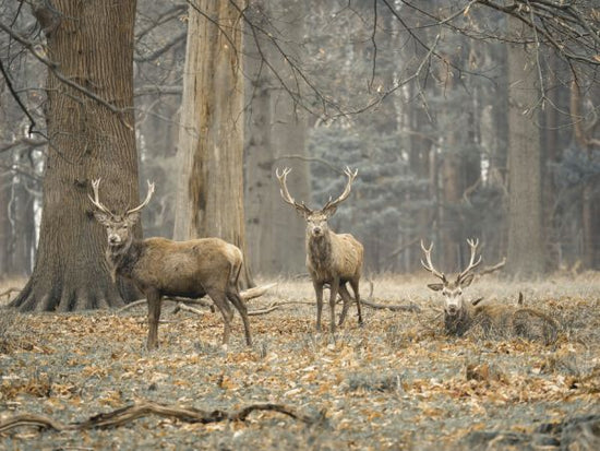 PHOTOWALL / Stags in the Forest (e333980)
