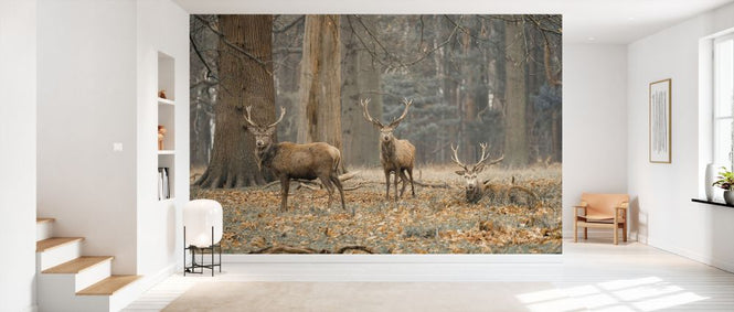 PHOTOWALL / Stags in the Forest (e333980)