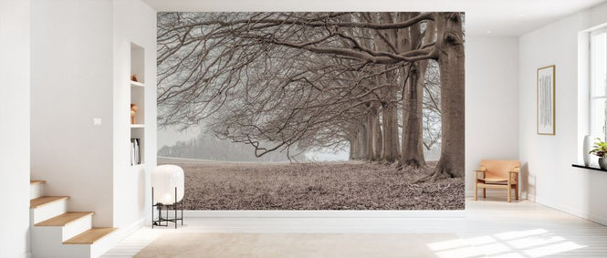 PHOTOWALL / Trees in a Row (e333983)