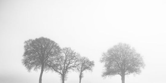 PHOTOWALL / Misty Trees (e333984)