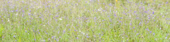 PHOTOWALL / Meadow Flowers II (e333957)