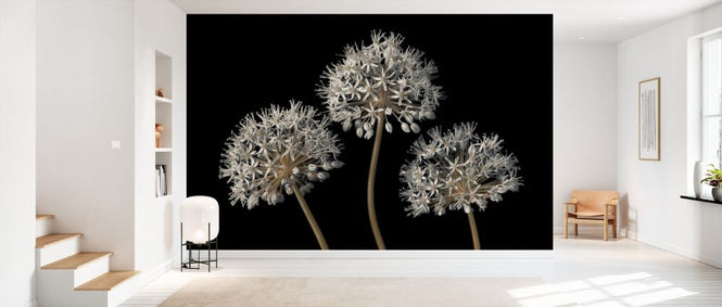 PHOTOWALL / Three Alliums II (e334004)