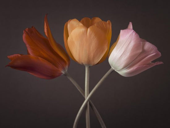 PHOTOWALL / Three Tulips II (e334012)