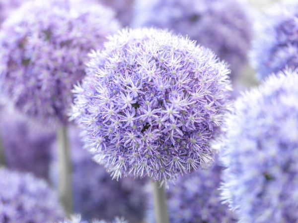 PHOTOWALL / Alliums (e334020)