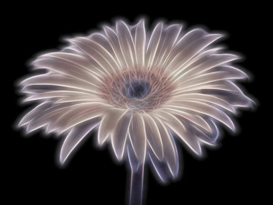 PHOTOWALL / Gerbera Flower (e334021)