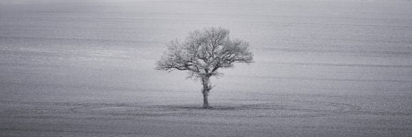 PHOTOWALL / Lone Tree III (e334082)
