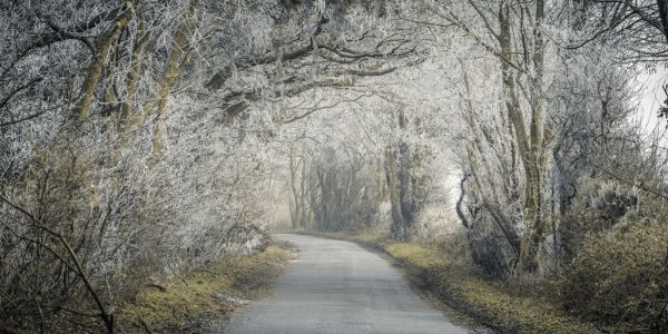 PHOTOWALL / Frosted Road Through Forest (e334085)