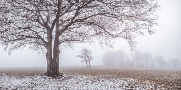 PHOTOWALL / Misty Tree (e334088)
