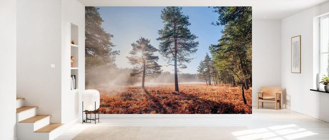 PHOTOWALL / Sun Trough Trees (e334089)