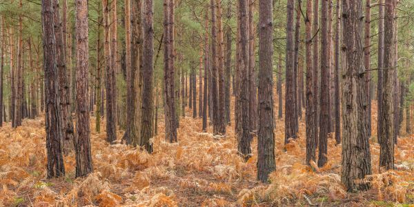 PHOTOWALL / Autumn Forest (e334099)