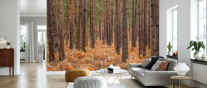 PHOTOWALL / Autumn Forest (e334099)